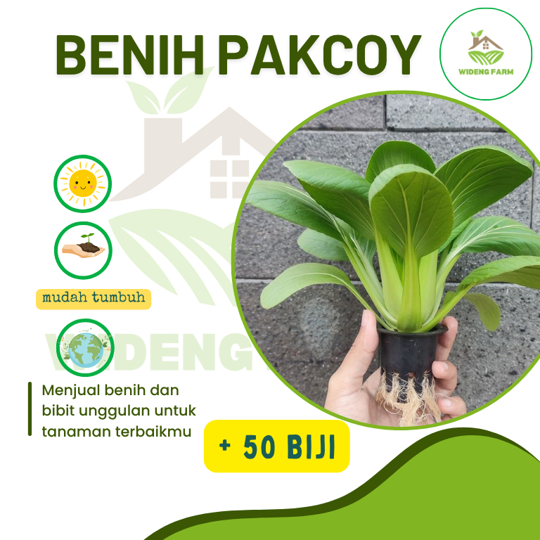 Sawi Pakcoy 50 biji bibit seed Benih Sawi Pakcoy Nauli Cap Panah Merah Pakcoy Hidroponik Bibit benih