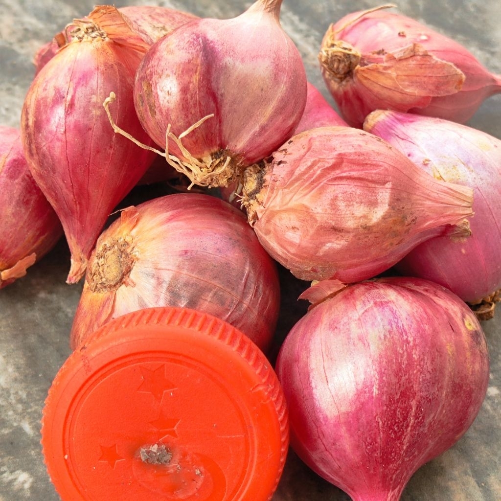 

Bawang Merah Probolinggo Ori Murah Grosir 210gr Tempat Kulak Bawang Merah Murah surabaya