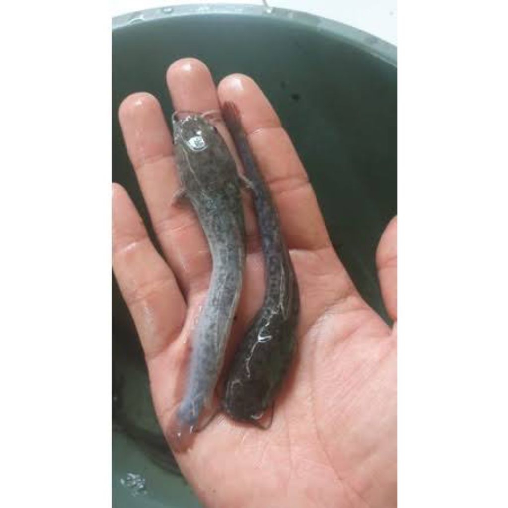 

Lele 25 biji 7/8/9 lele Sangkuriang