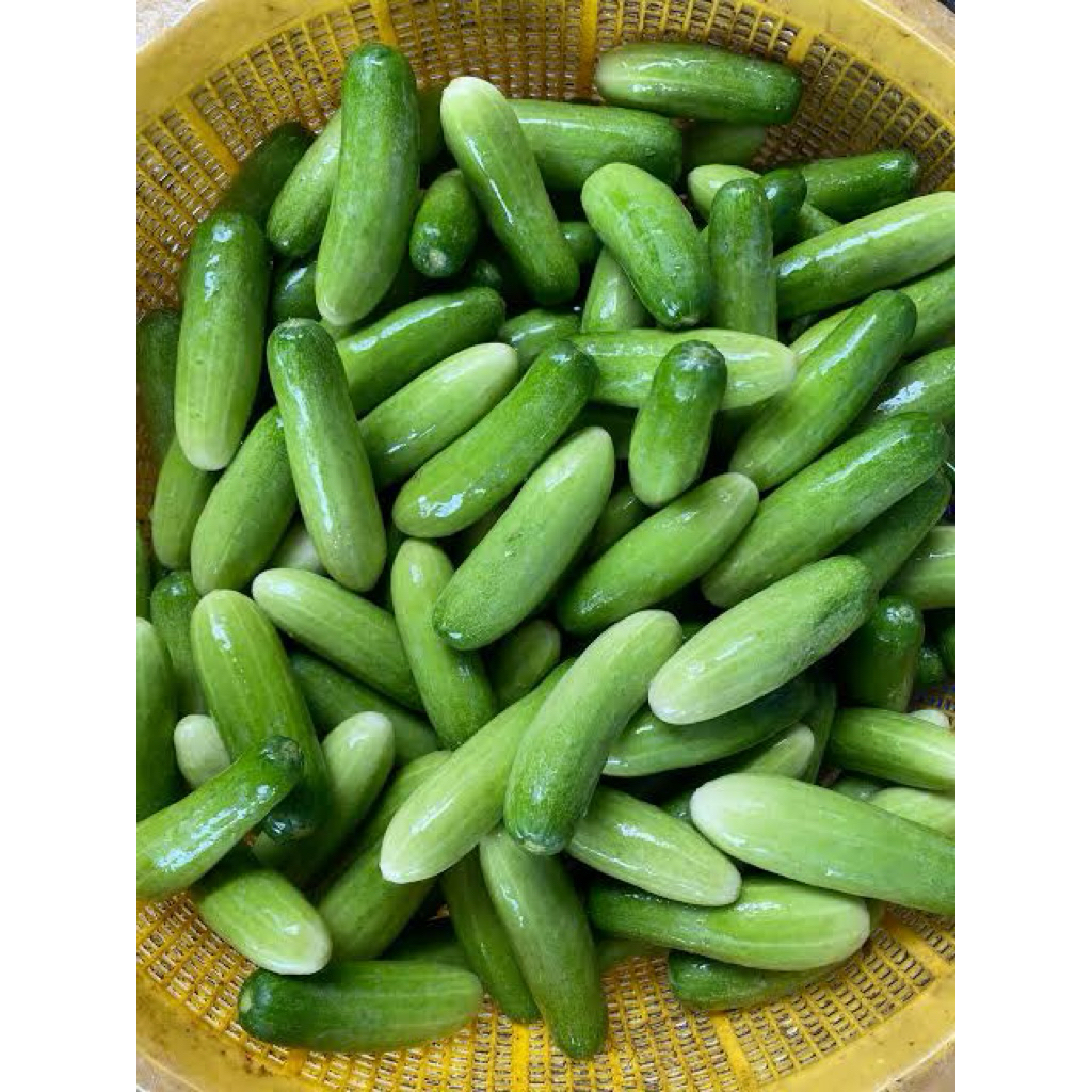 

TIMUN KECIL / BABY TIMUN / TIMUN JAKARTA