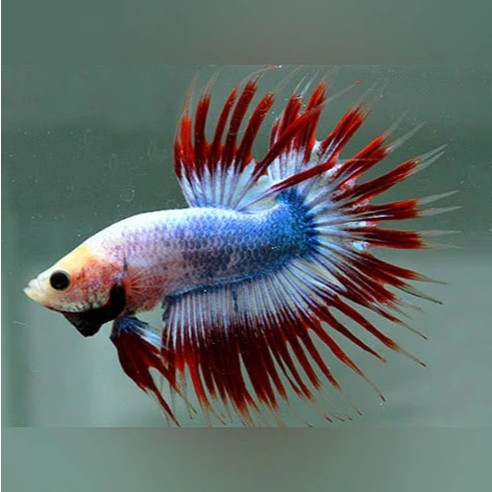 BlackBox Betta Crowntail Mascot Ikan Hias Ikan Cupang Hias Jantan