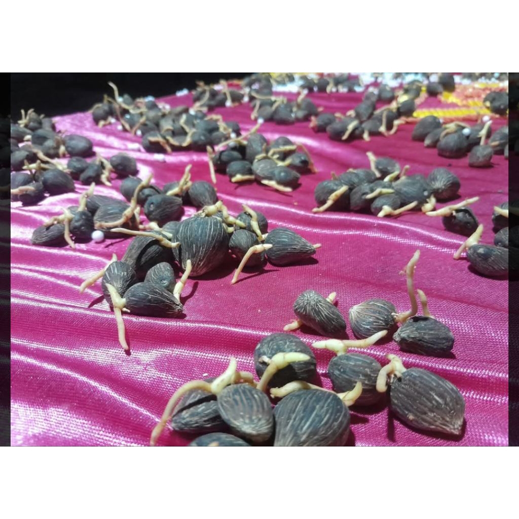 Harga 8000/butir benih sawit TN1 unggul berkualitas