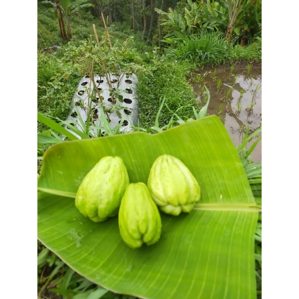 

buah labu Siam muda segar 1 kg