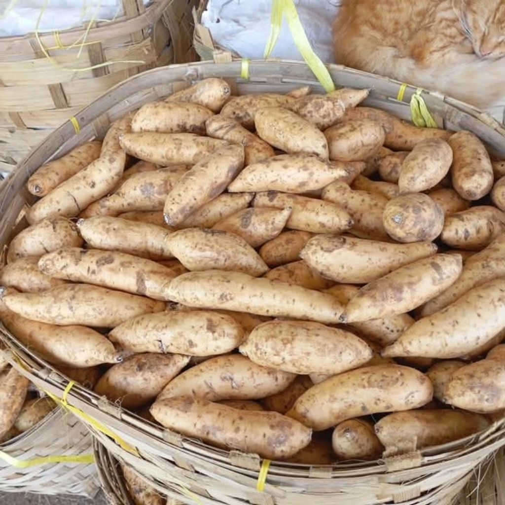 

Ubi Cilembu Madu Asli 1kg mentah kecil di kukus/rebus