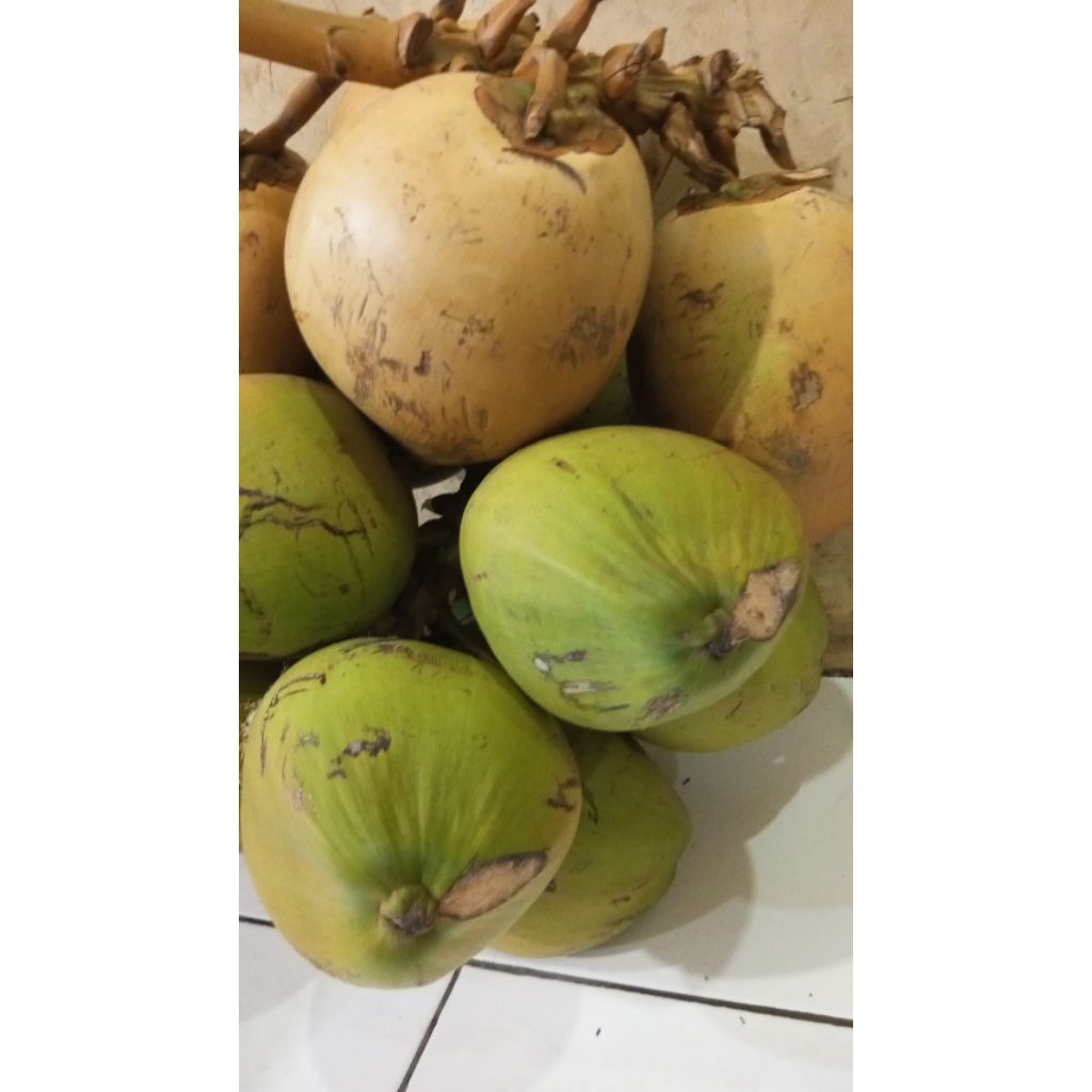 

kelapa muda dari baduy