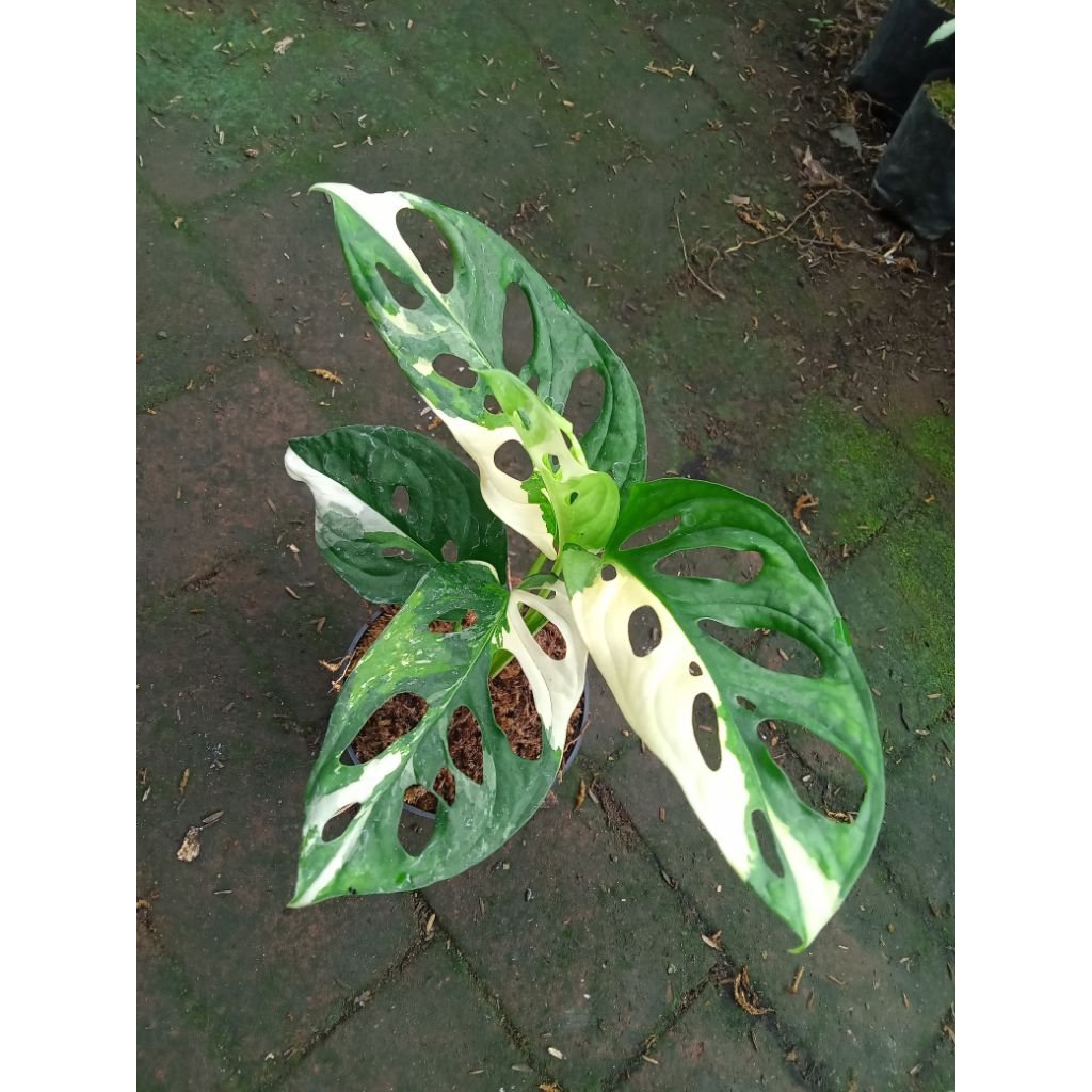 Tanaman hias indoor Janda bolong japan varigata putih, Janbol japan varigata putih, monstera acumina