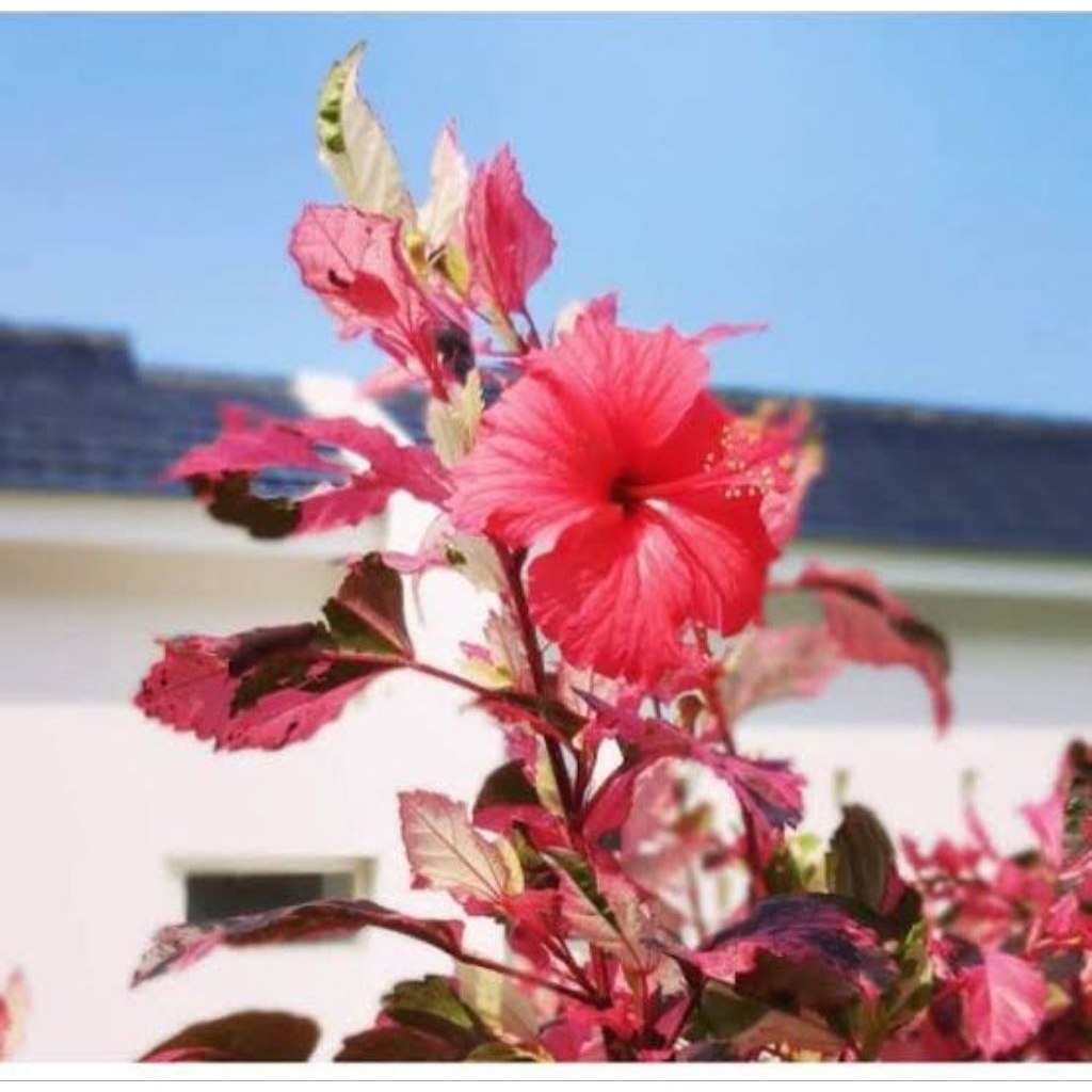 Bunga sepatu varigata