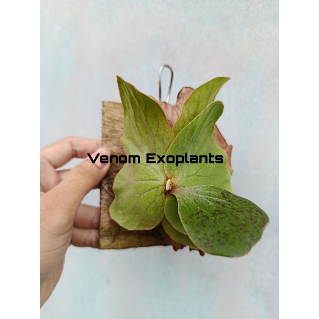 Platycerium Elephantotis Silver Tanaman Simbar Menjangan Tanduk Rusa