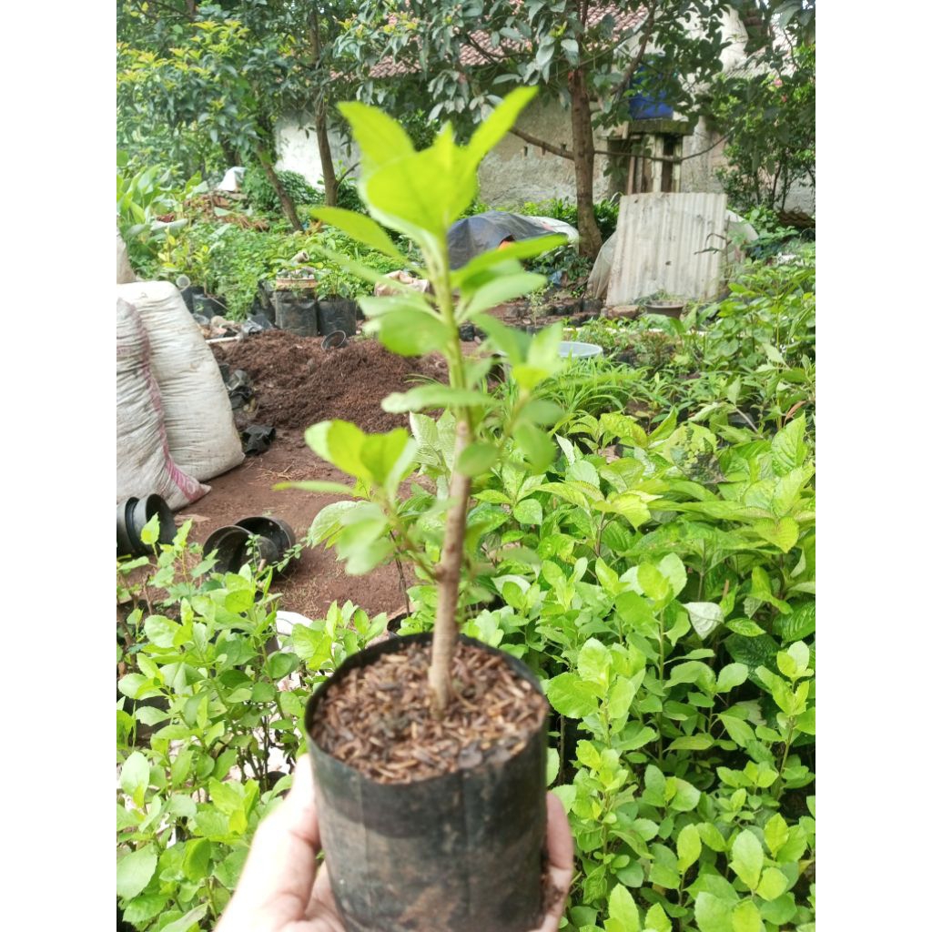 Bibit Pohon Beluntas