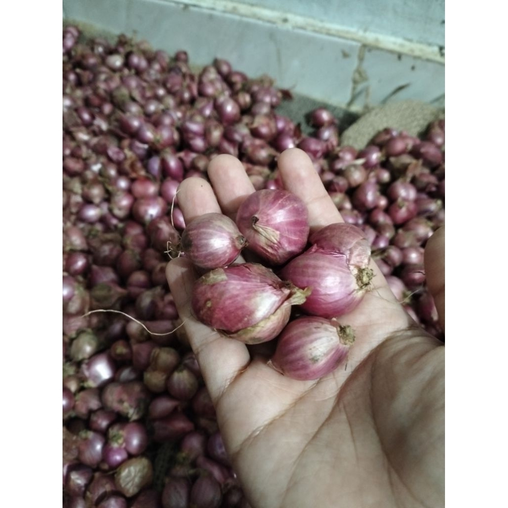 

Bawang Merah Murah Meriah
