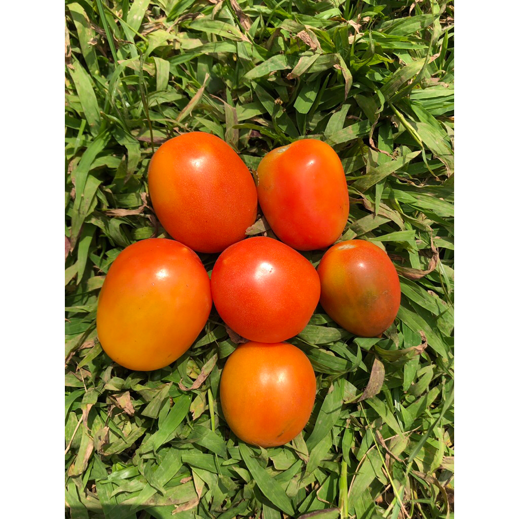 

TOMAT MERAH FRESH - 1 KG
