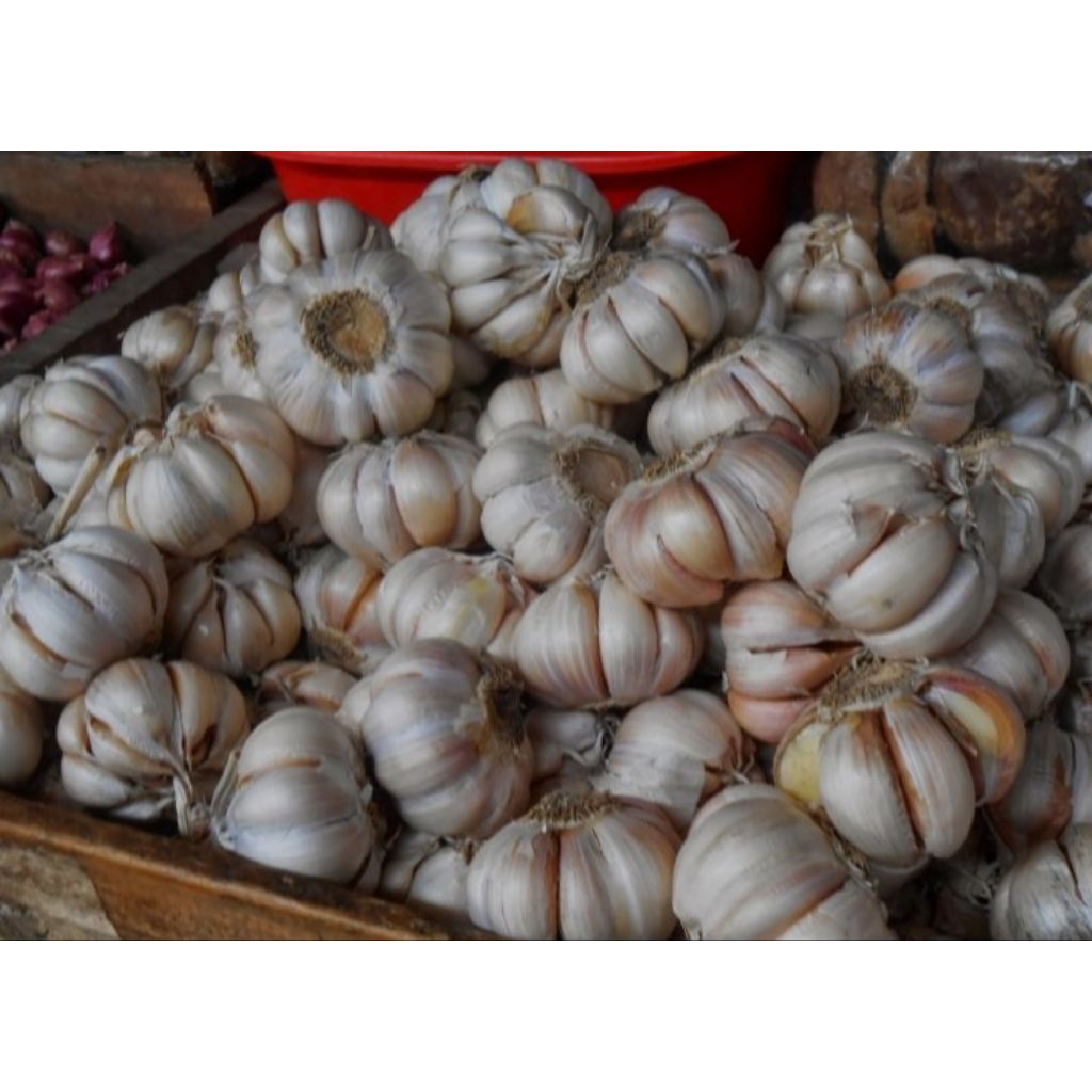 

500gr dan 1kg BAWANG PUTIH KUALITAS SUPER
