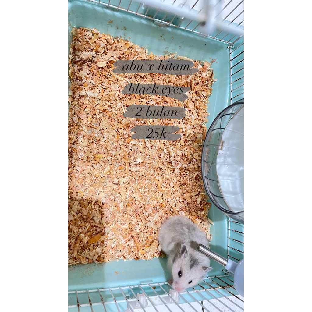 Hamster Syrian Long Hair