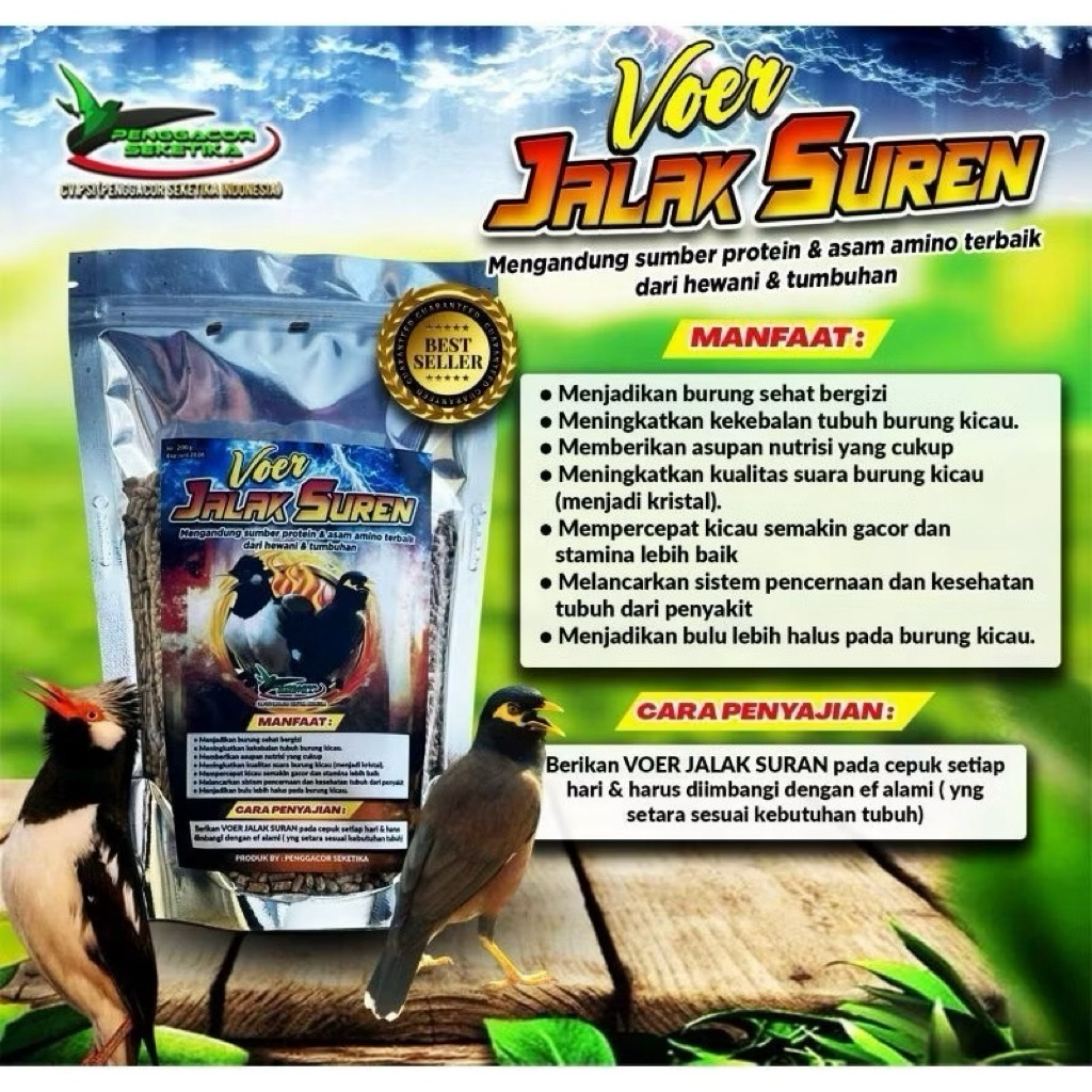 Voer Jalak Suren Penggacor Burung Makanan Pakan Jalak Suren