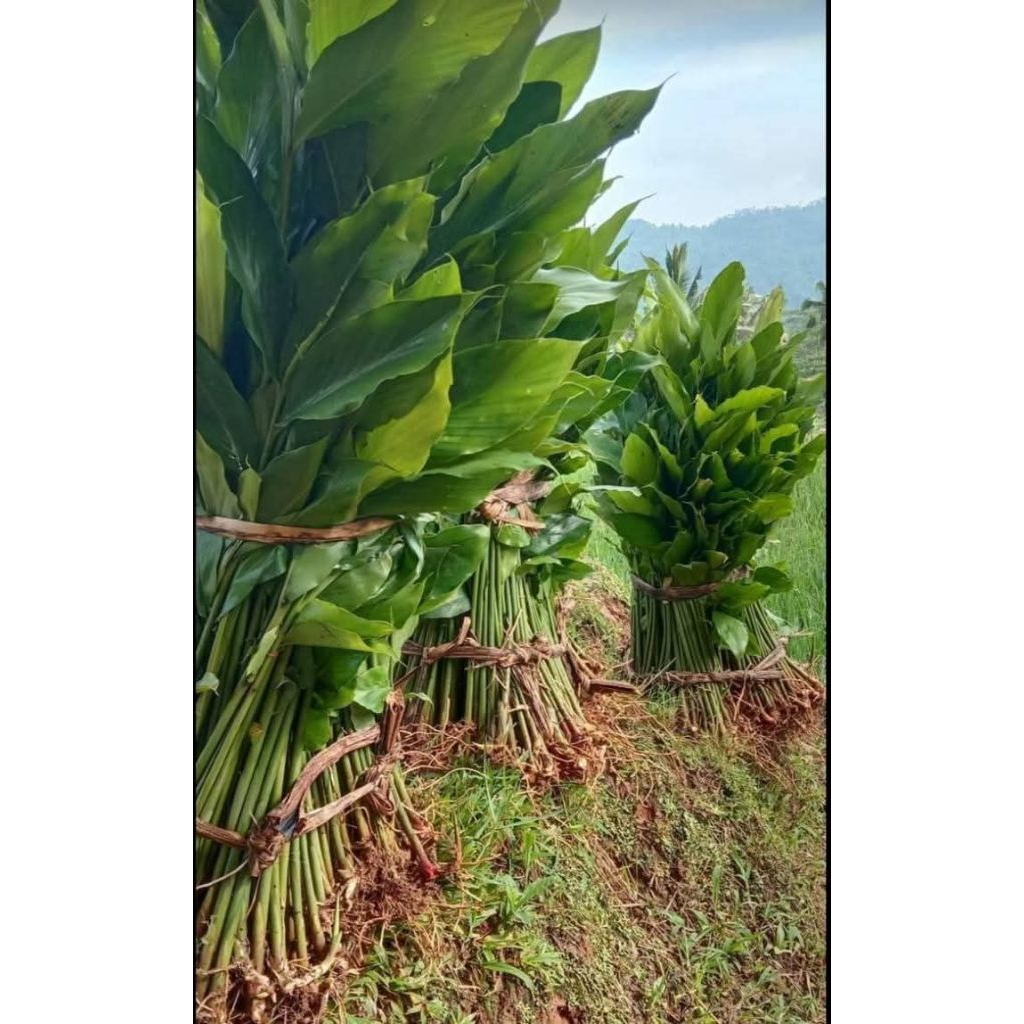 Bibit Kapulaga Jawa Hibrida Kualitas Super Buah Lebat dan Besar