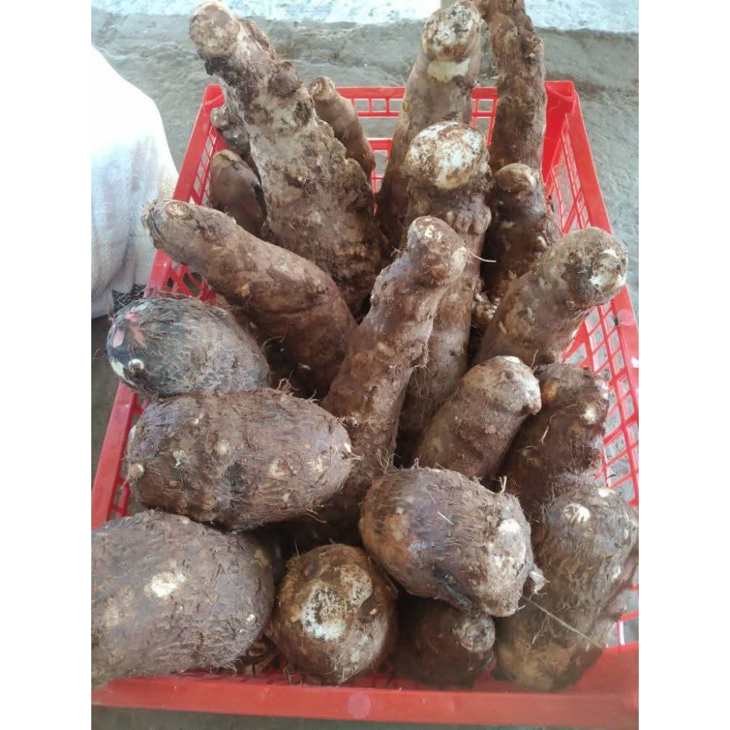 

Umbi Talas Pulen Talas Enak 1 kg