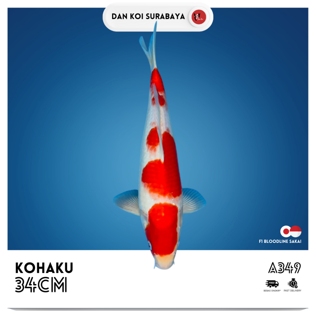 Ikan Koi Kohaku F1 Bloodline Sakai Kode A349