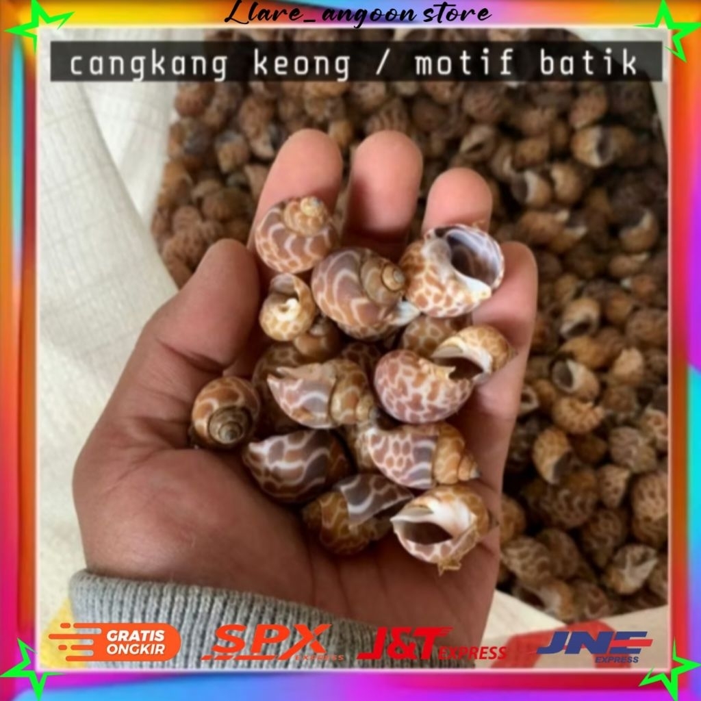 

Cangkang kerang laut keong macan