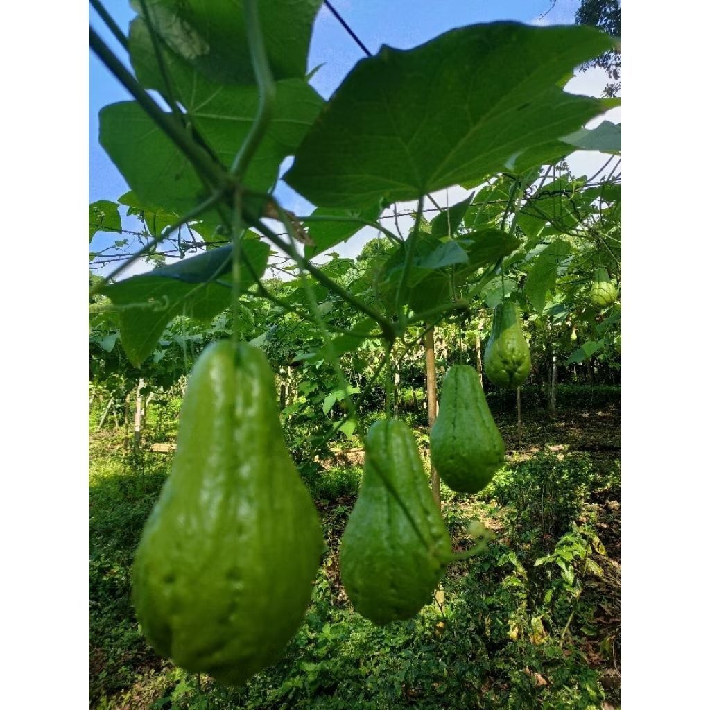 

Jipang/Labu Siam 1kg