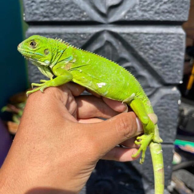 Koleksi green iguana juve josss -+ 45cm // iguana green remaja