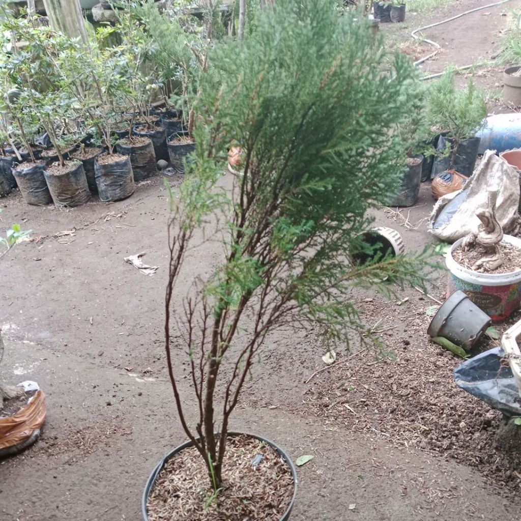 cemara balon besar bahan bonsai