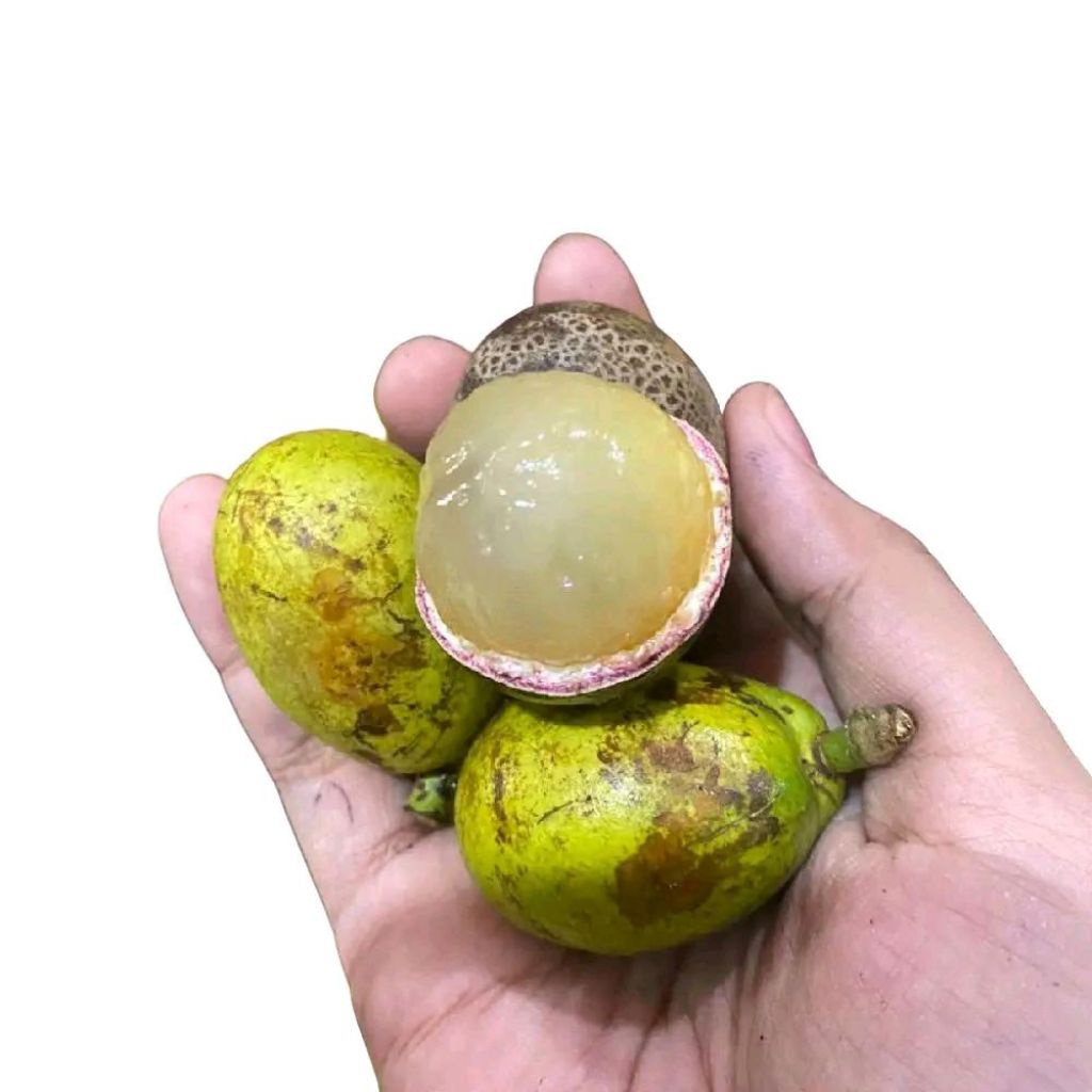 

Buah matoa madu fresh manis dan super segar 1 kg