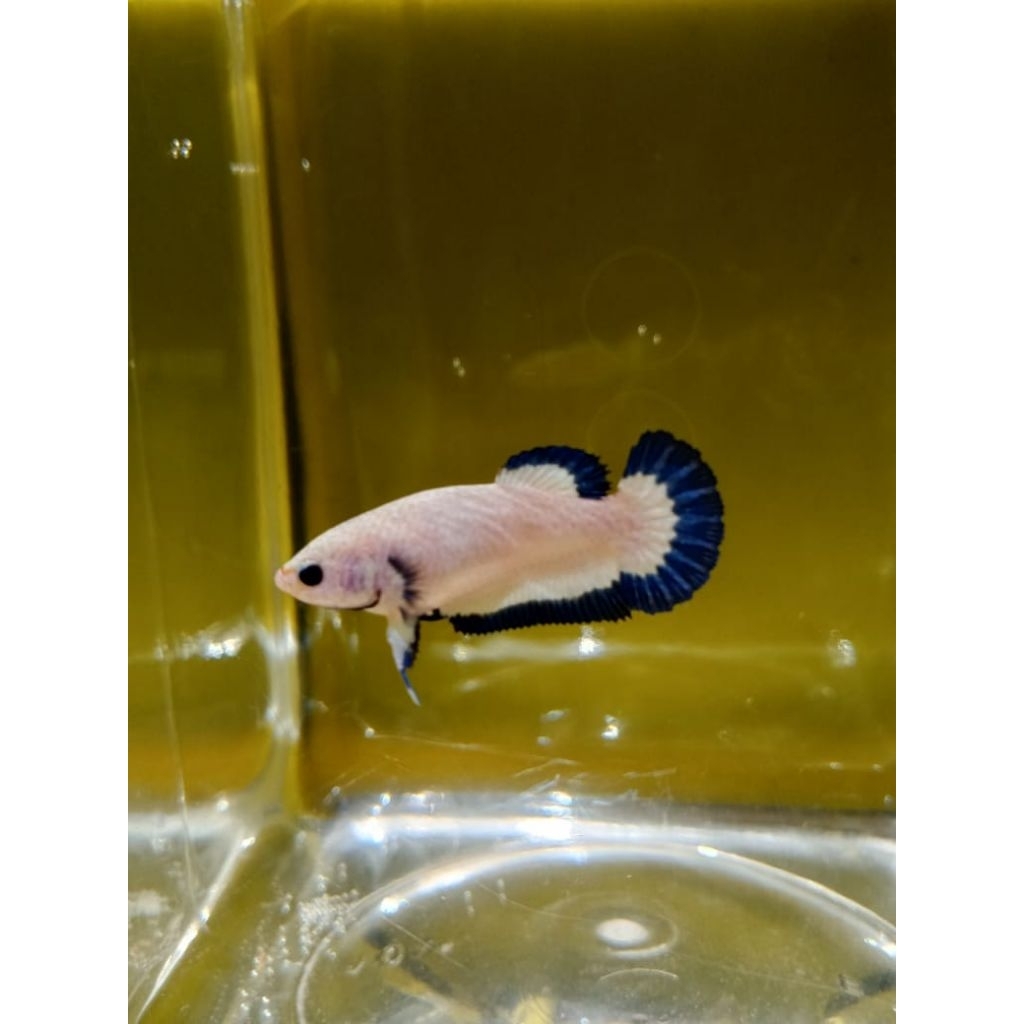 BETINA BLUE RIM BUTTERFLY GREAD A