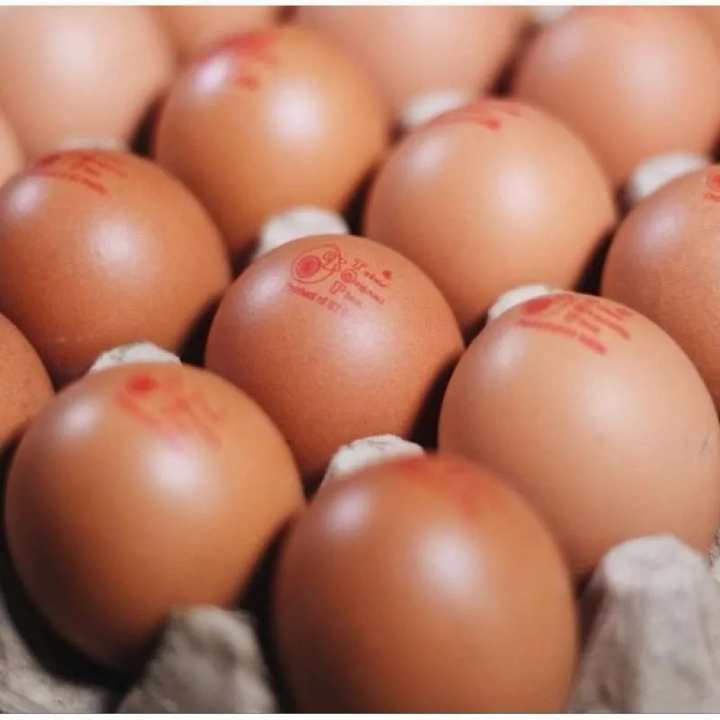 

Jual Telur Omega 10 butir|30 butir Kaya Nutrisi bisa Instan Medan