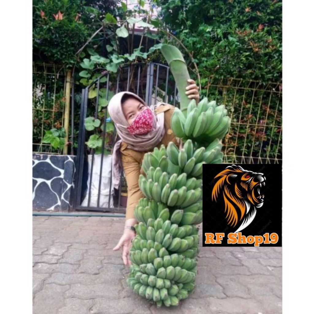 Bibit pisang kepok,benih pisang kepok tanjung super