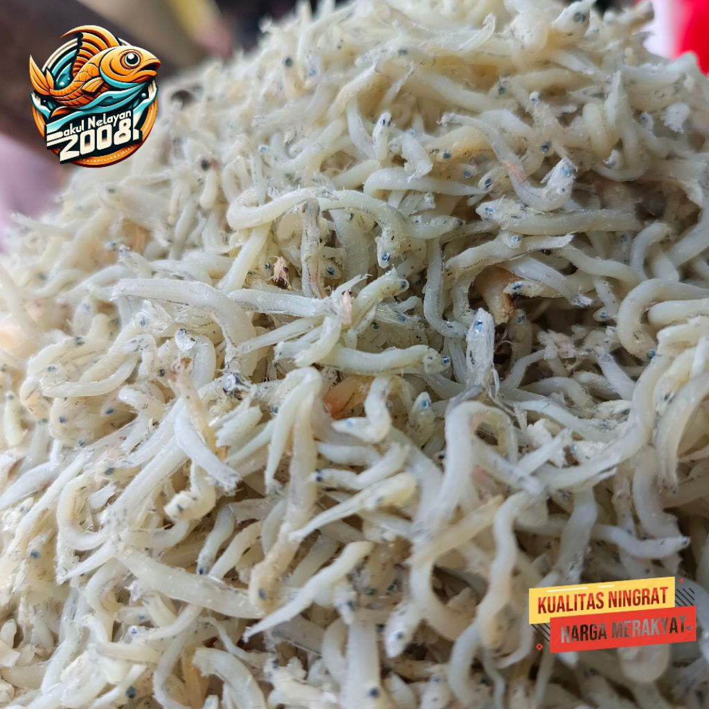 

Teri medan | ikan teri medan