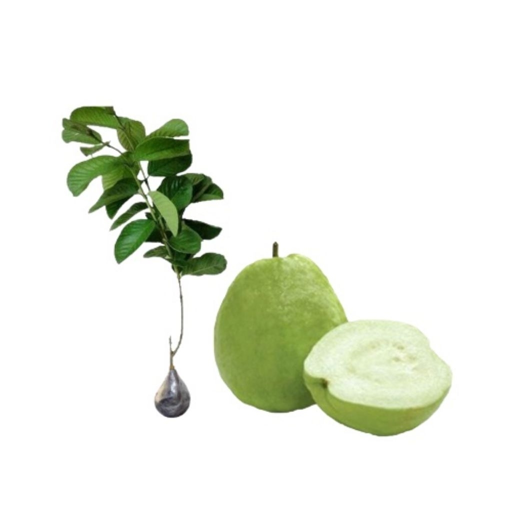 

Paket hemat 3 Bibit Tanaman Buah Jambu Kristal Putih siap berbuah Unggul