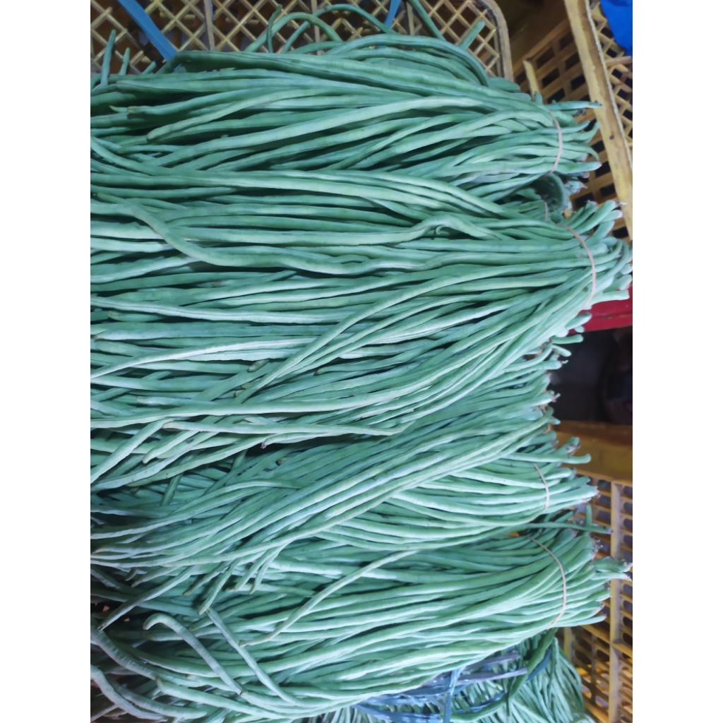 

kacang panjang fresh promo panen