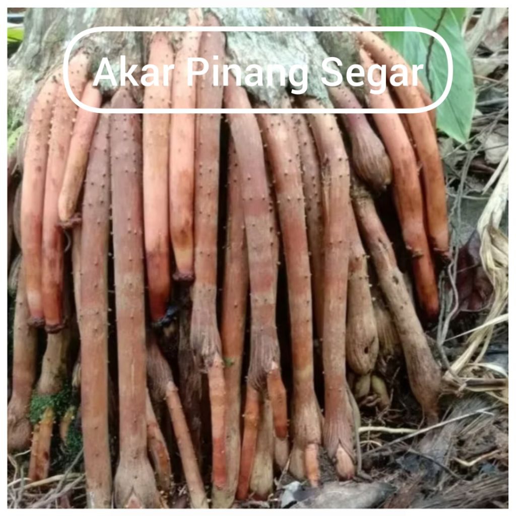 

Akar Pinang Segar
