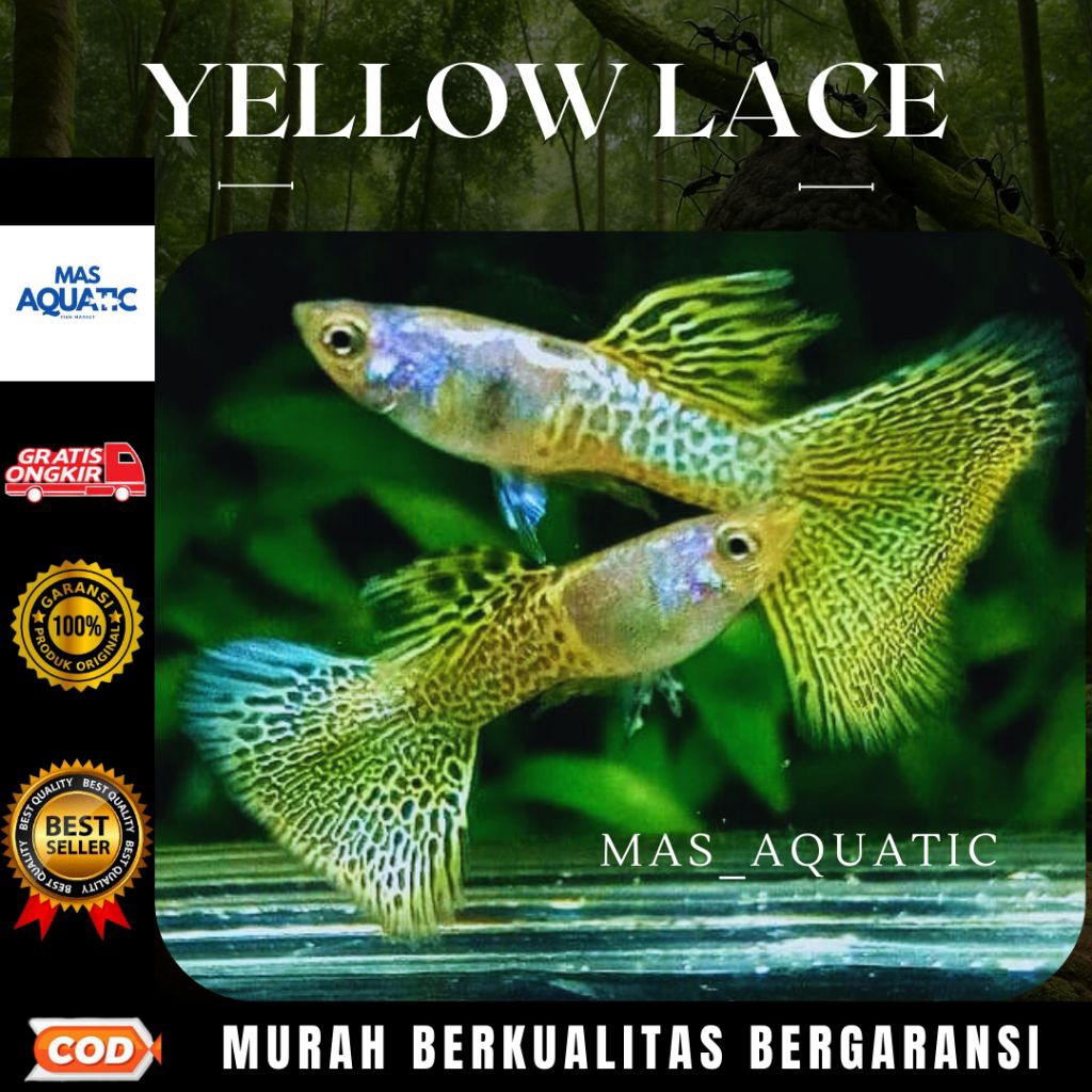 

EXTRA PACKING KARDUS - YELL0W L4CE