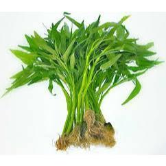 

Sayur Kangkung 1kg Segar