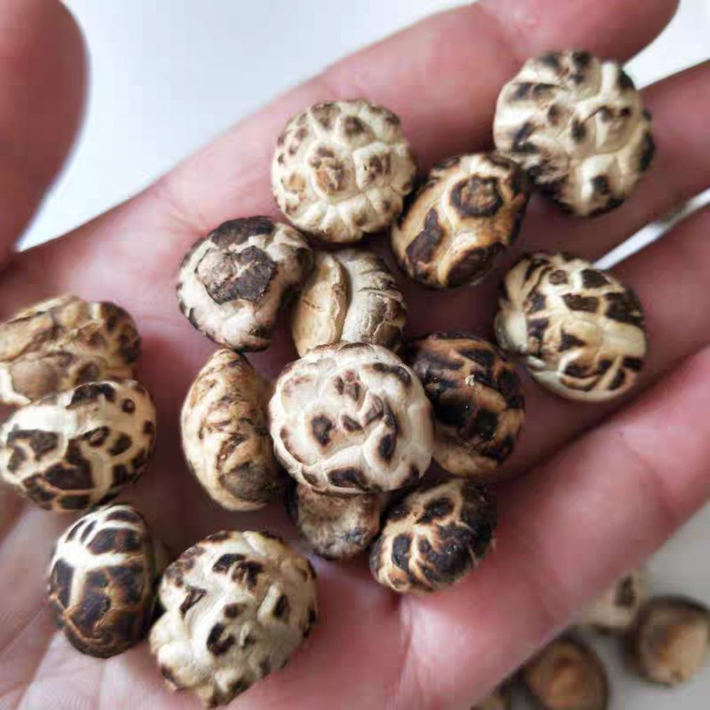 

( Jamur bunga kecil ) Hiuko 300gr/150gr