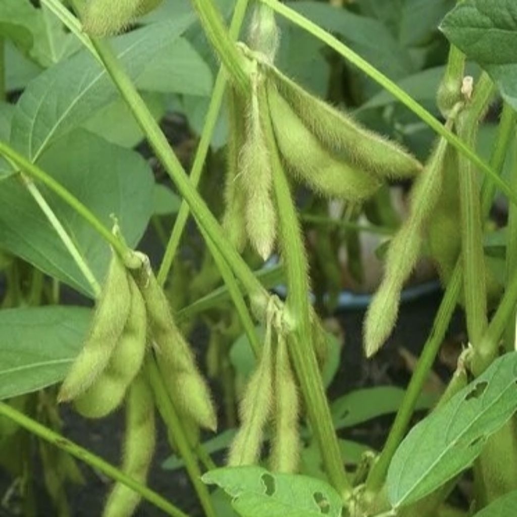 Benih Kacang Kedelai Varietas Anjasmoro ( 400 Butir )