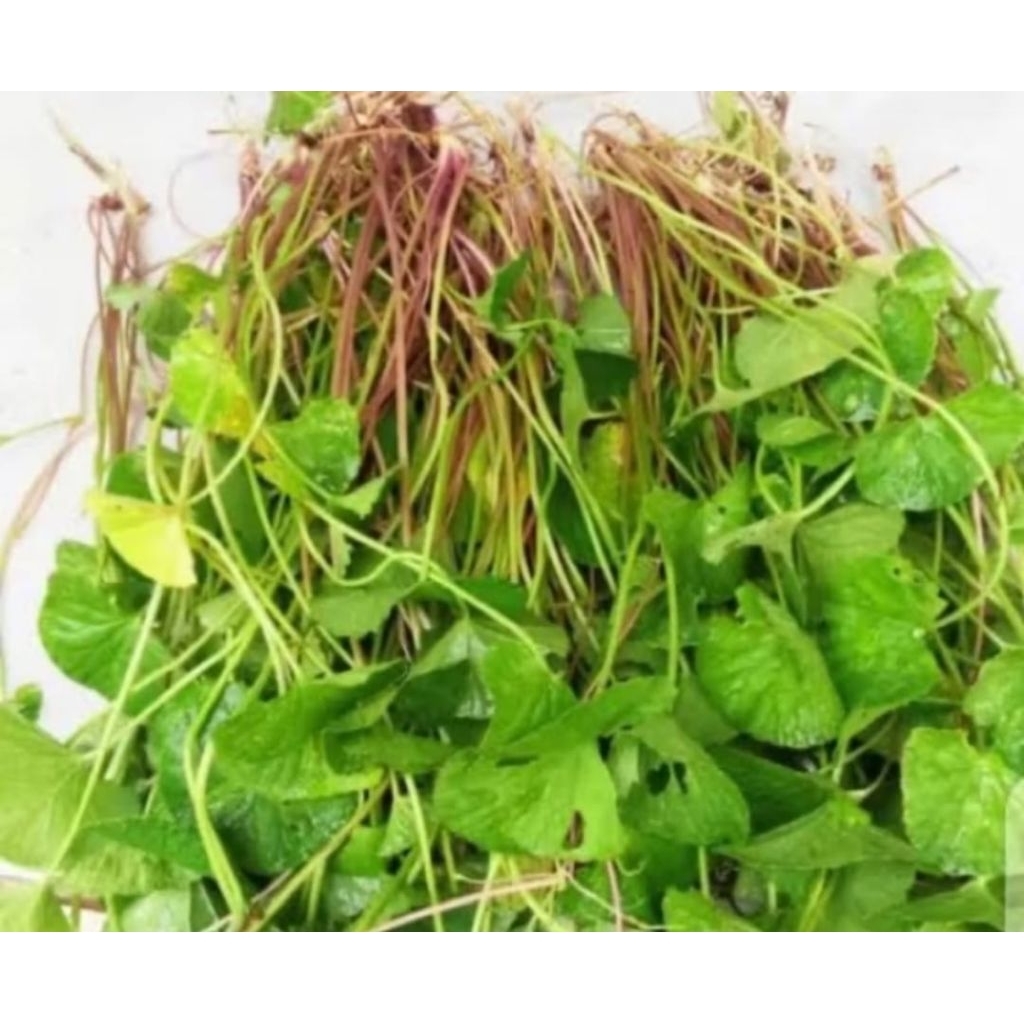 

daun pegangan segar paket 1,KG SIAP KIRIM