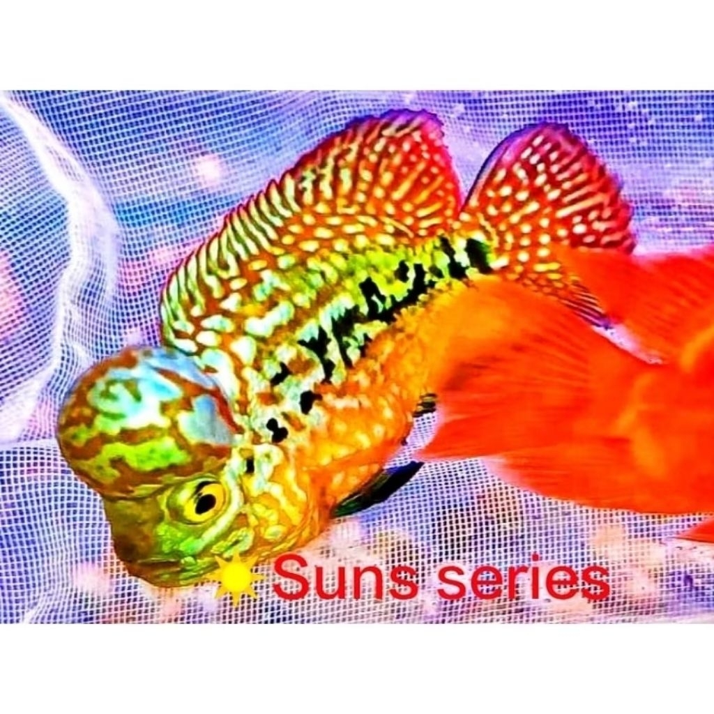 Kebutuhan Aquarium VIP Burayak Lion King Kamfa F2 ORI