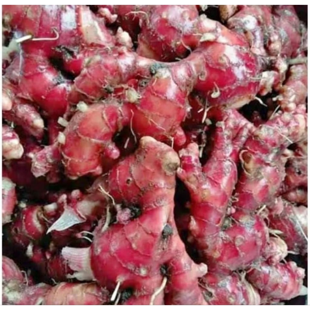 

jahe merah tua ada harga ada kualitas paket 1,KG siap kirim