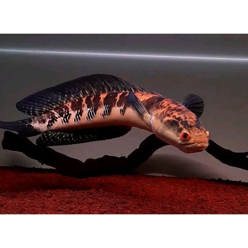 box maru yellow Sentarum simet 17-19cm Ys GRADE A