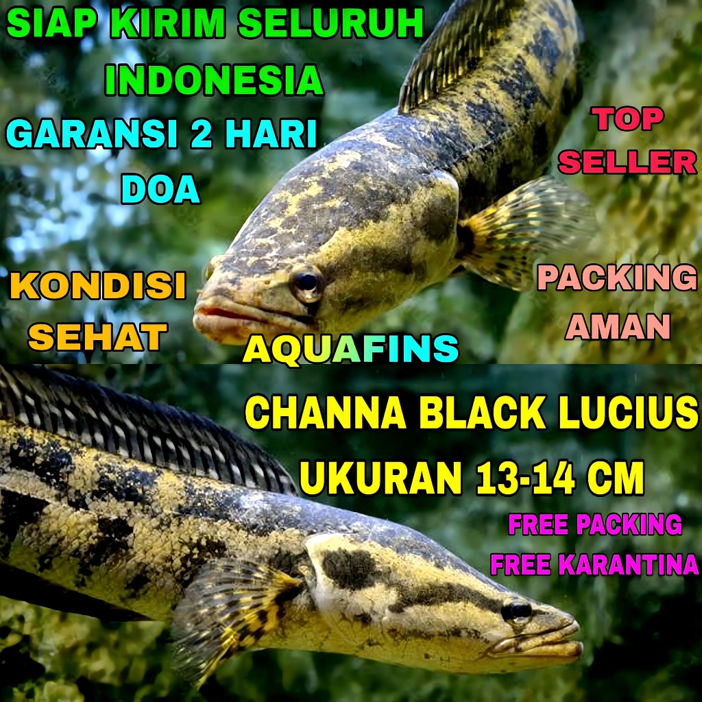 HIASAN SNAKEHEAD CHANNA GABUS BLACK FOREST LUCIUS UKURAN 13-14 CM