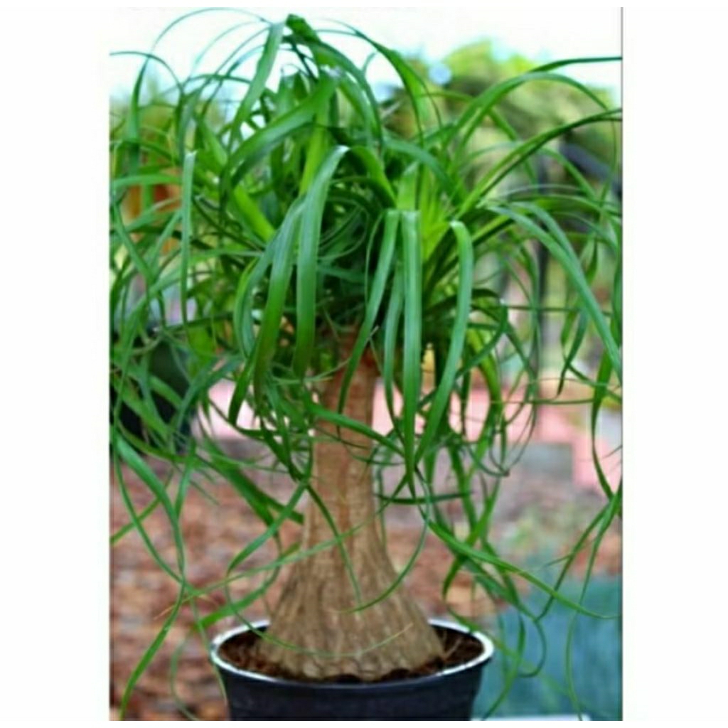 Kembang Desa - Tanaman hias Nolina