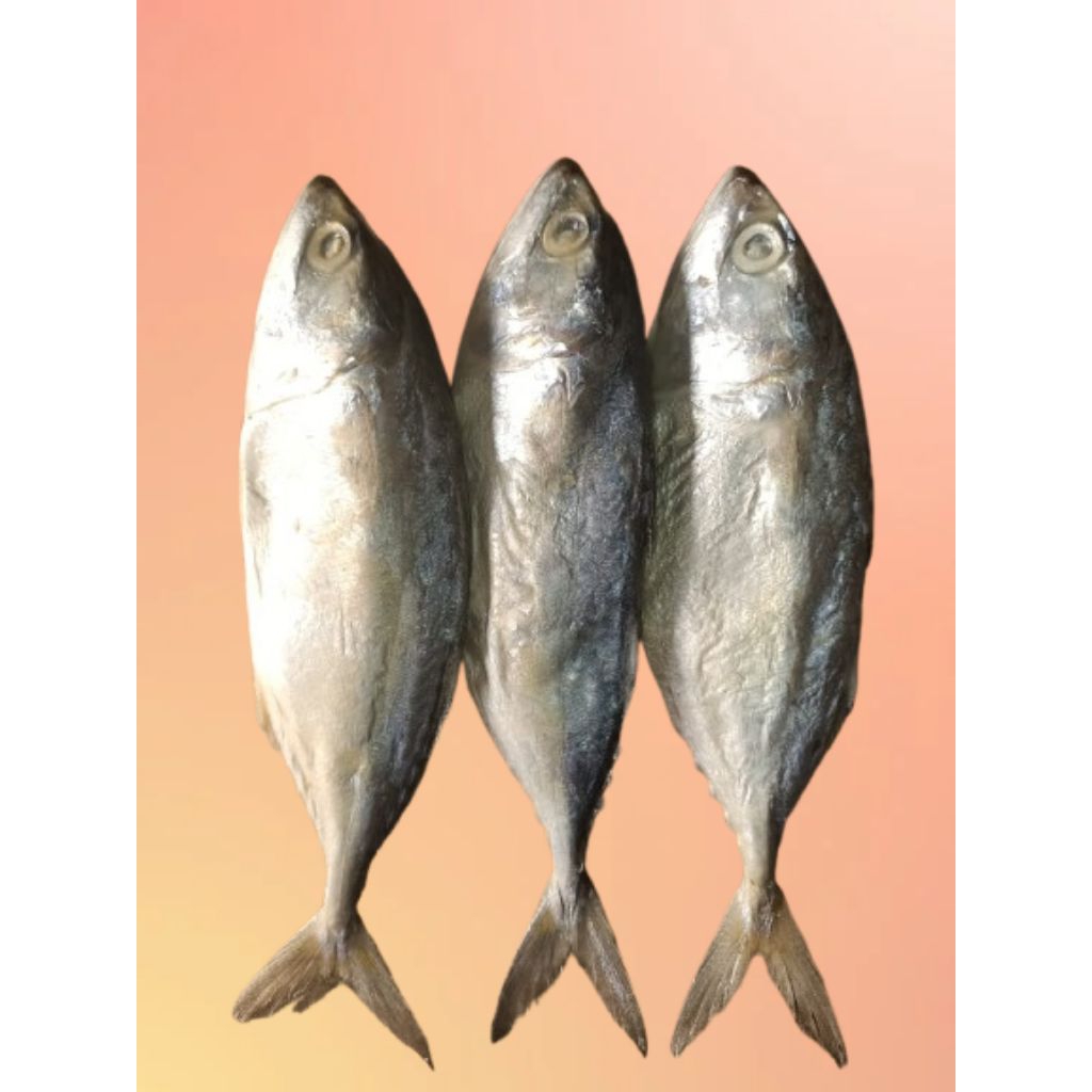 

IKAN ASIN PEDA PUTIH/IKAN KEMBUNG ASIN SIZE JUMBO [ 1 KG ] SUPER QUALITY BERSIH TIDAK PECAH PERUT