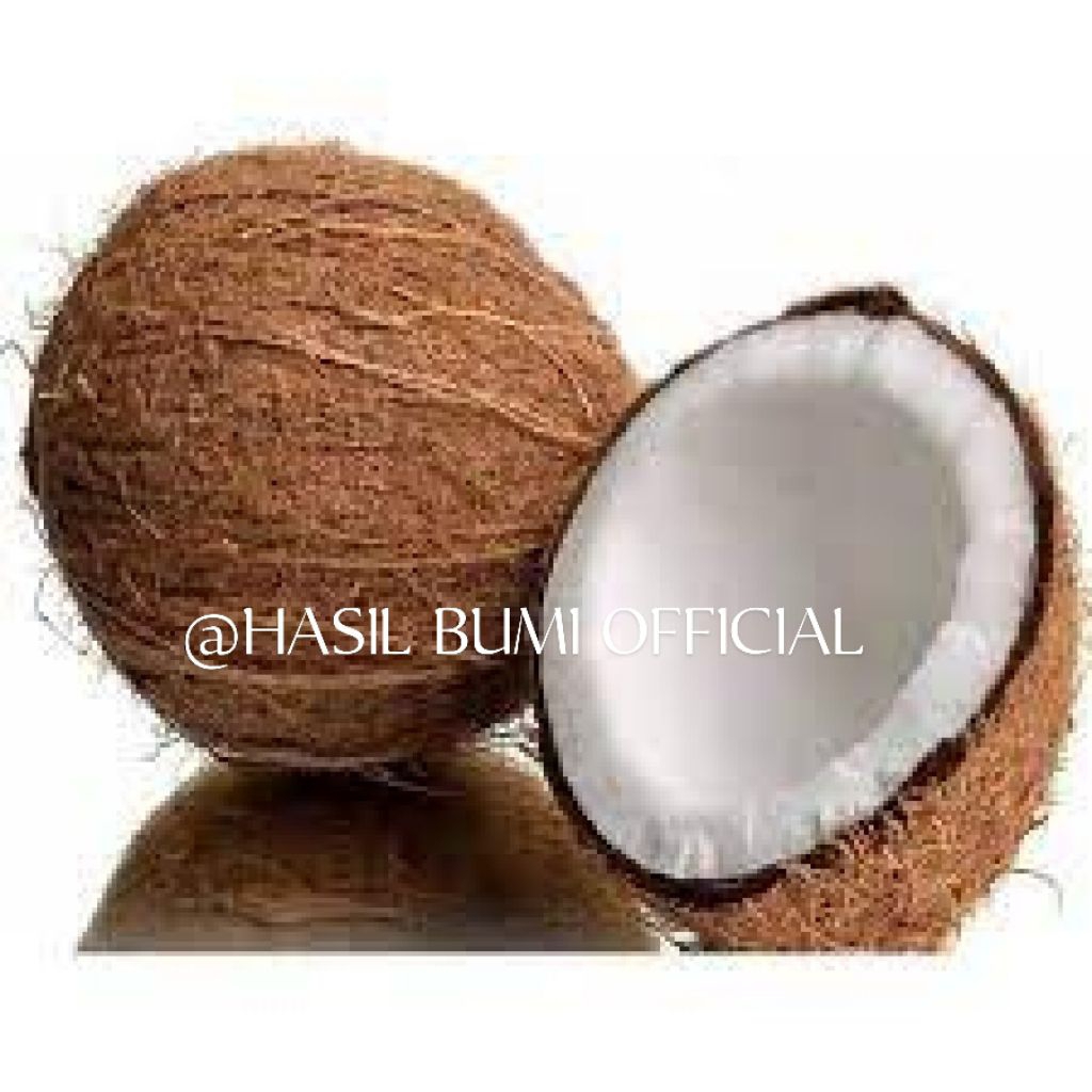 

KELAPA TUA SUPER BESAR PILIHAN/UNTUK SANTAN