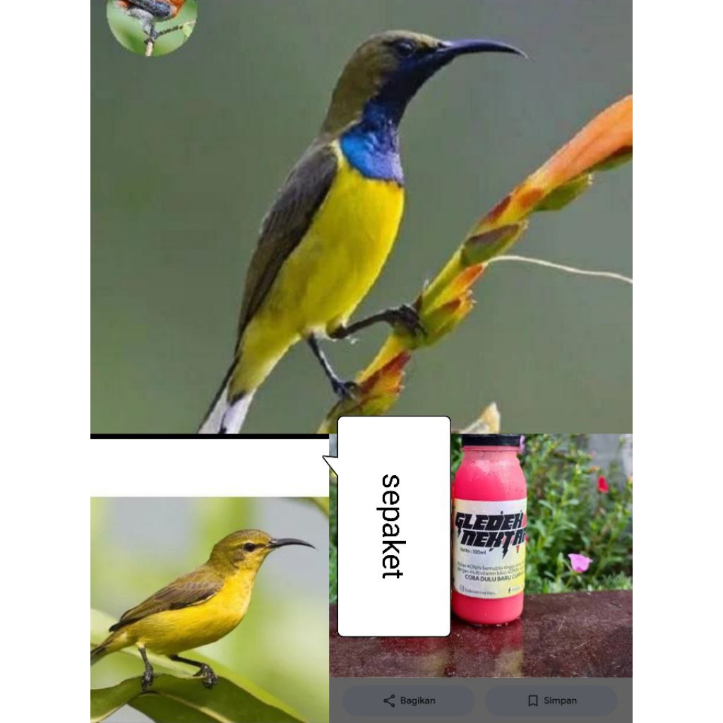 sogon ontong sepasang/1paket.gledek