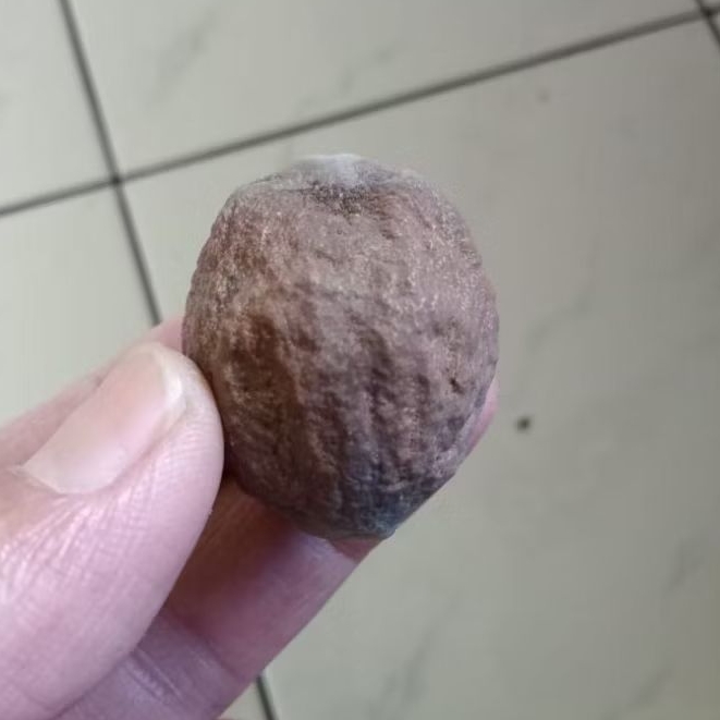 Kemiri Adu Muncang Adu Obral Yanti SB Ori Tua Jatuhan