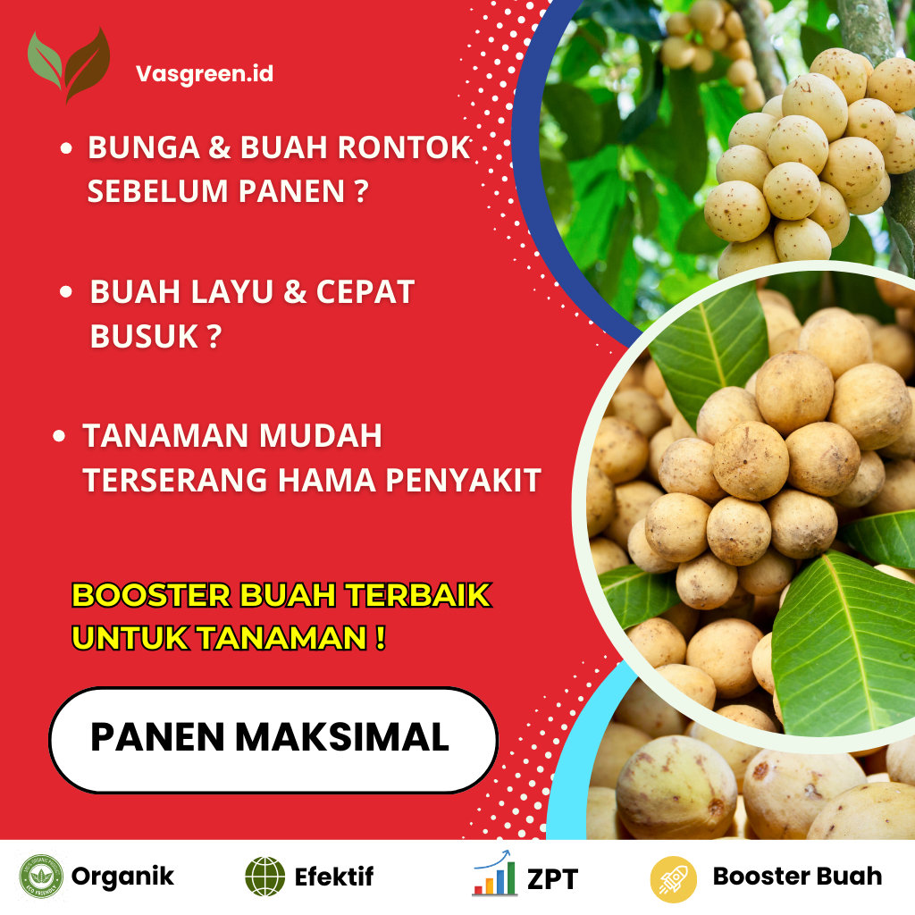 Shopritz Pupuk Booster Organik Duku Cepat Berbuah 1Kg Perangsang Bunga & Pembesar Buah Pelebat Buah
