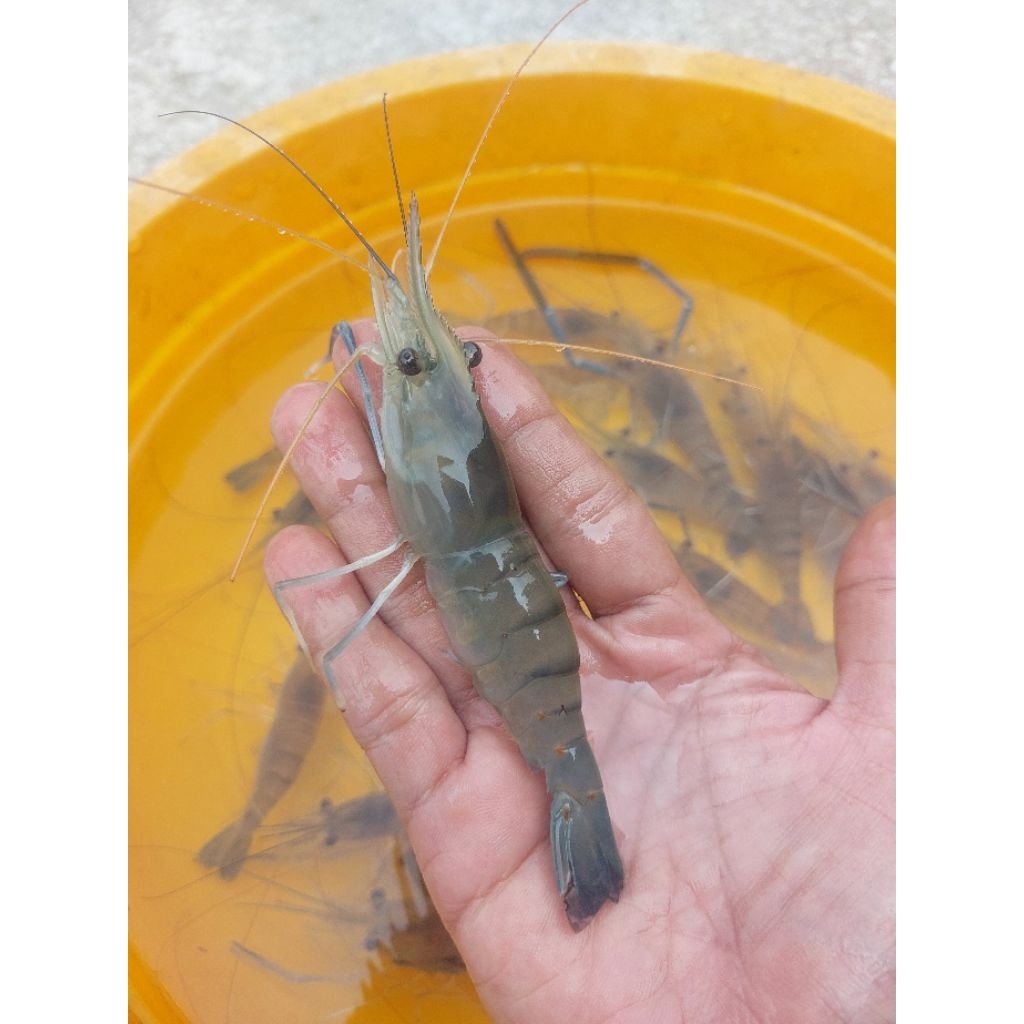 Bibit/benih & Indukan Udang Galah