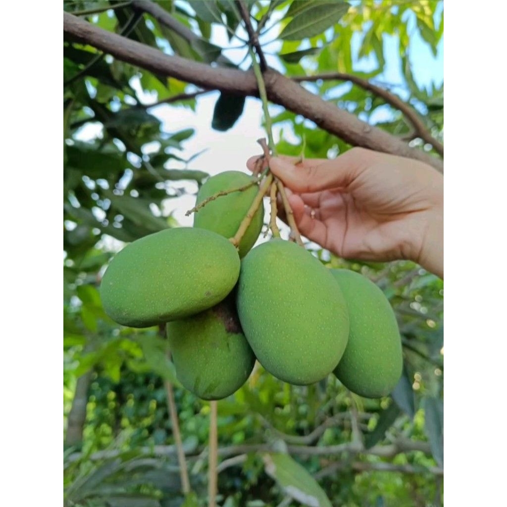 

MANGGA MUDA SEGAR MANGGA RUJAK 1 KG